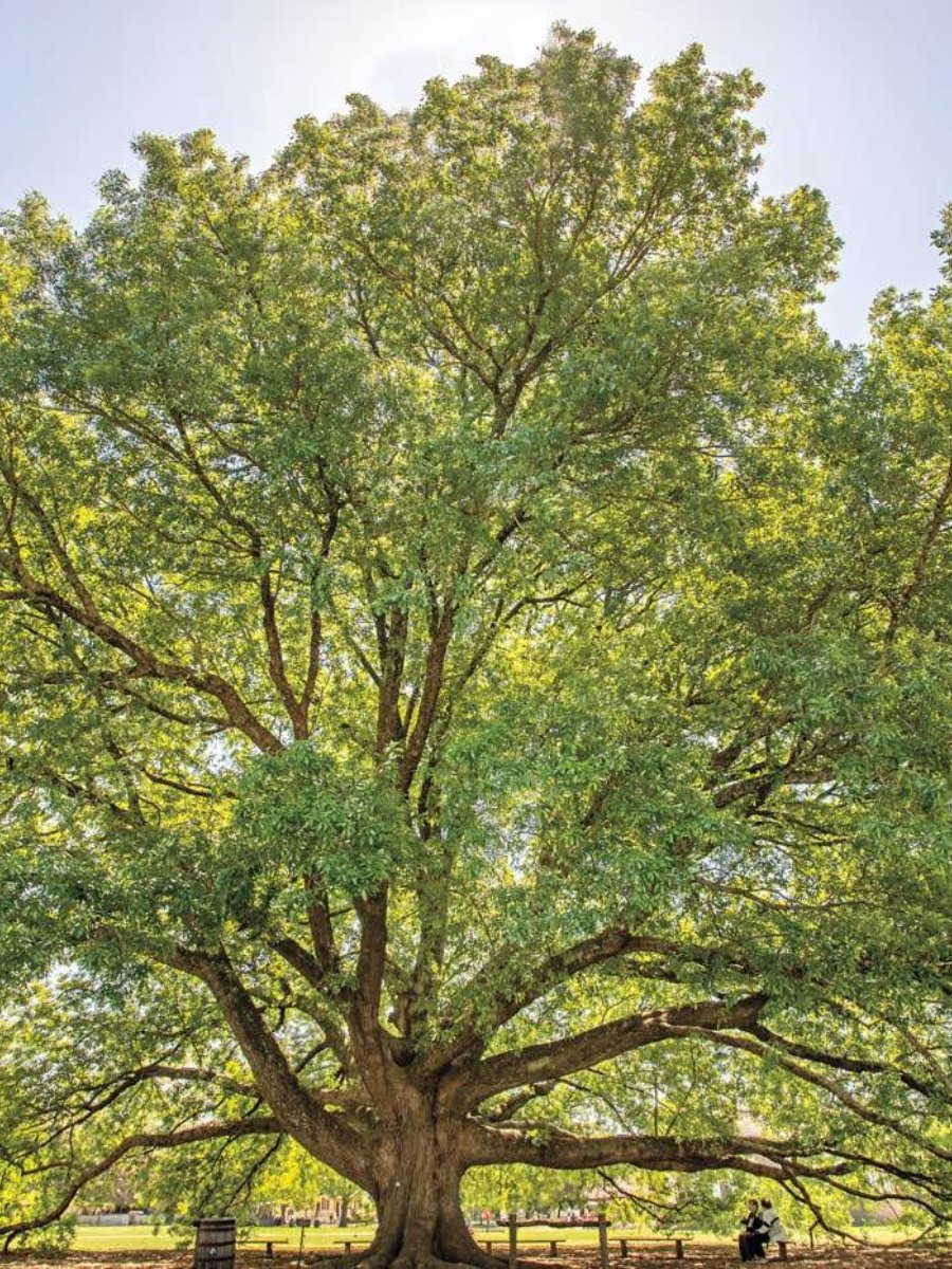 Colonial Williamsburg: Juneteenth Sunrise Service